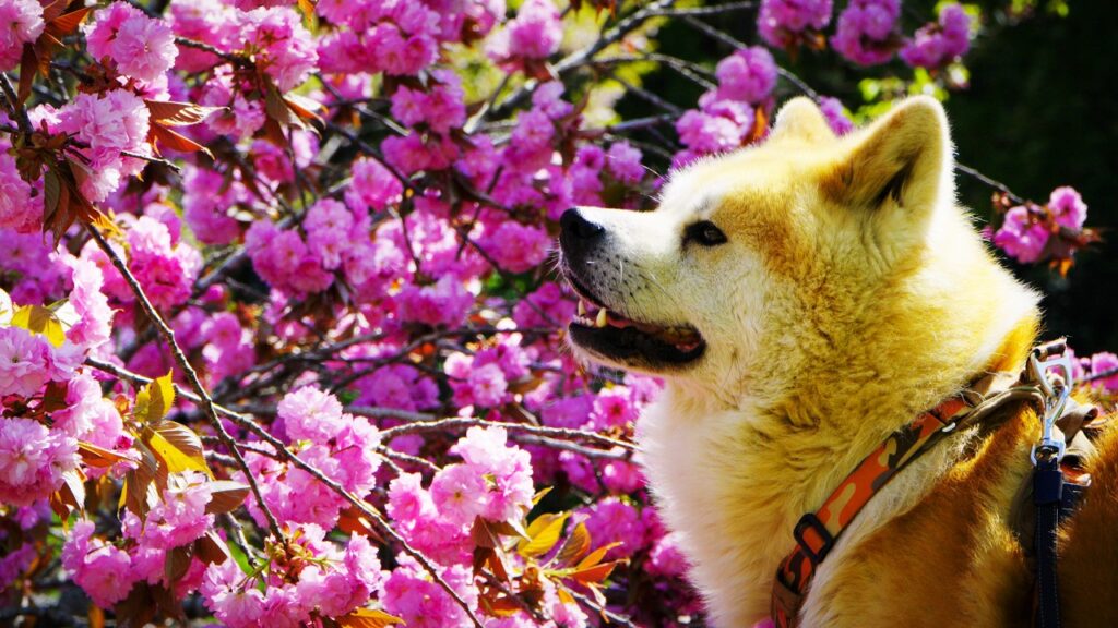 2026年の桜とびしゃもん 【秋田犬の毘沙門】 2026年の桜とびしゃもん 【秋田犬の毘沙門】
