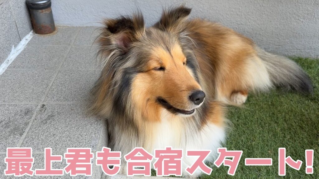 【シェルティ】最上君も合宿スタート✨【楽しくなりそう】 【シェルティ】最上君も合宿スタート✨【楽しくなりそう】