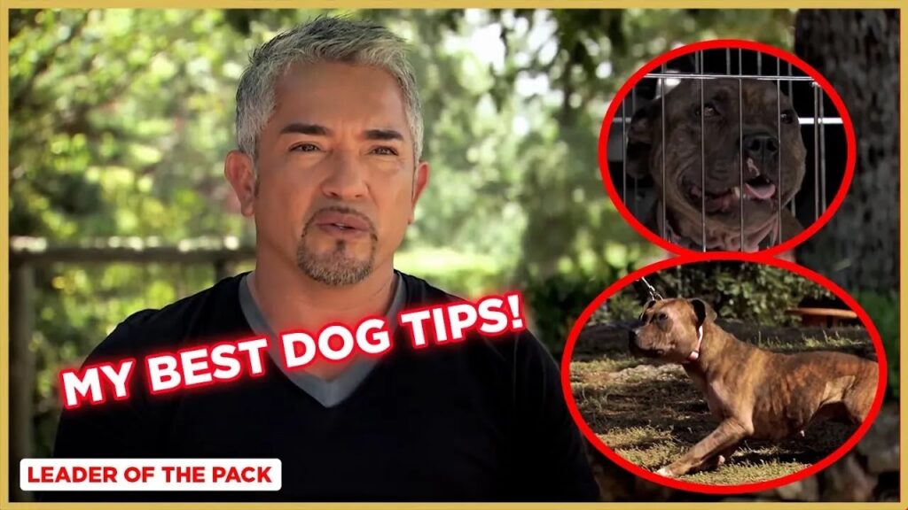 Learn the Basics of Dog Training (Staffordshire Bull Terrier) | Leader of the Pack Learn the Basics of Dog Training (Staffordshire Bull Terrier) | Leader of the Pack