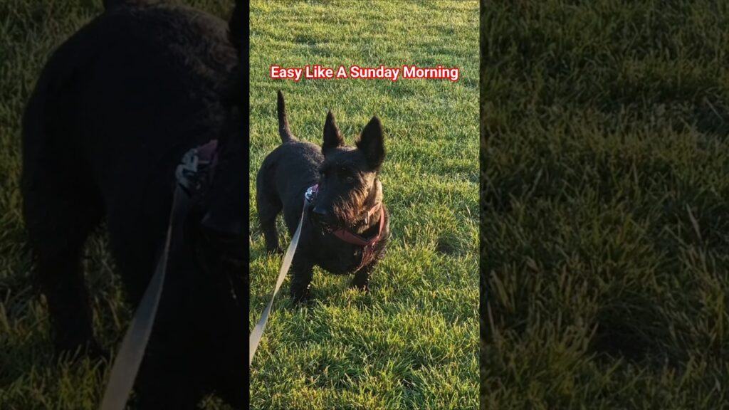 Terriers on a Sunday Morning 🌄 Terriers on a Sunday Morning 🌄