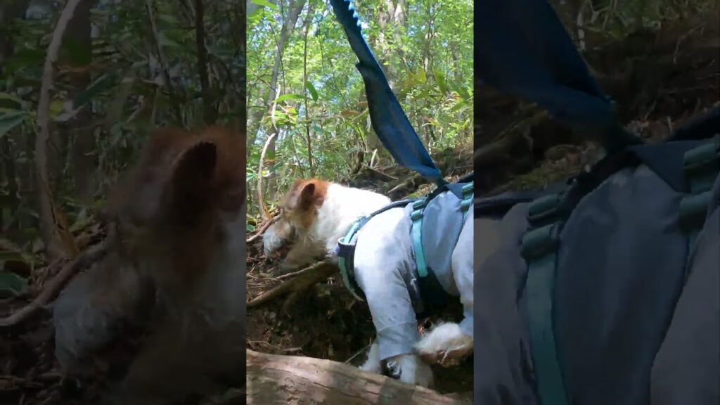 金剛山カタクリ尾根～ブナ林 #ジャックラッセルテリア  #jackrussellterrier #登山犬