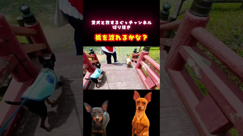 【犬旅vlog】橋を渡れる? #ミニチュアピンシャー #miniaturepinscher #犬のいる生活 #おでかけvlog #ミニピン 【犬旅vlog】橋を渡れる? #ミニチュアピンシャー #miniaturepinscher #犬のいる生活 #おでかけvlog #ミニピン