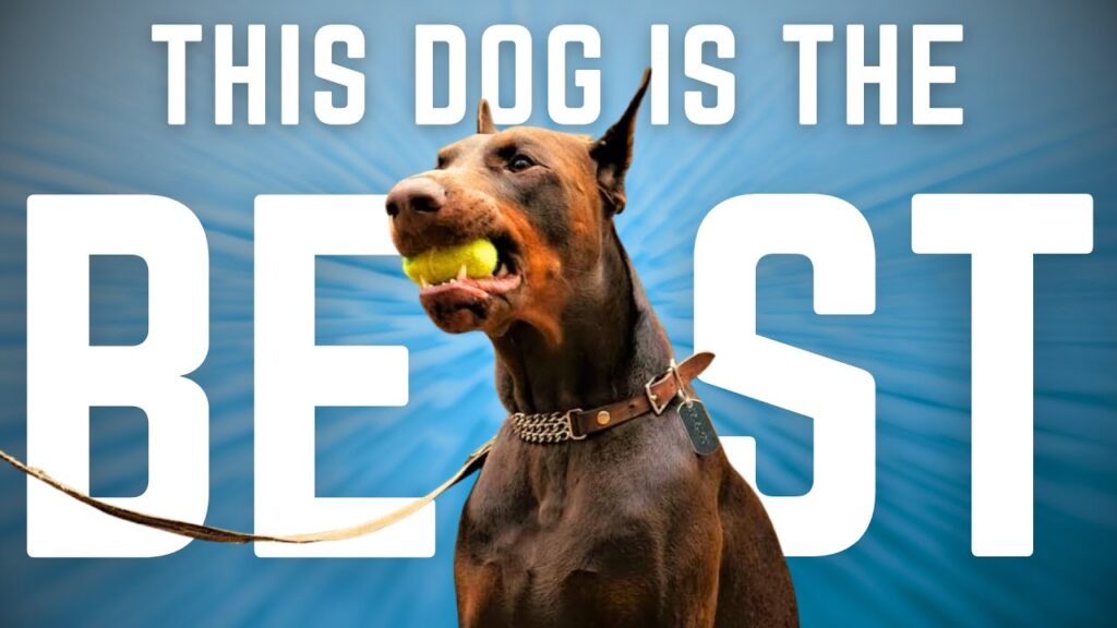Why the Doberman Crushes Every Other Dog Breed Why the Doberman Crushes Every Other Dog Breed
