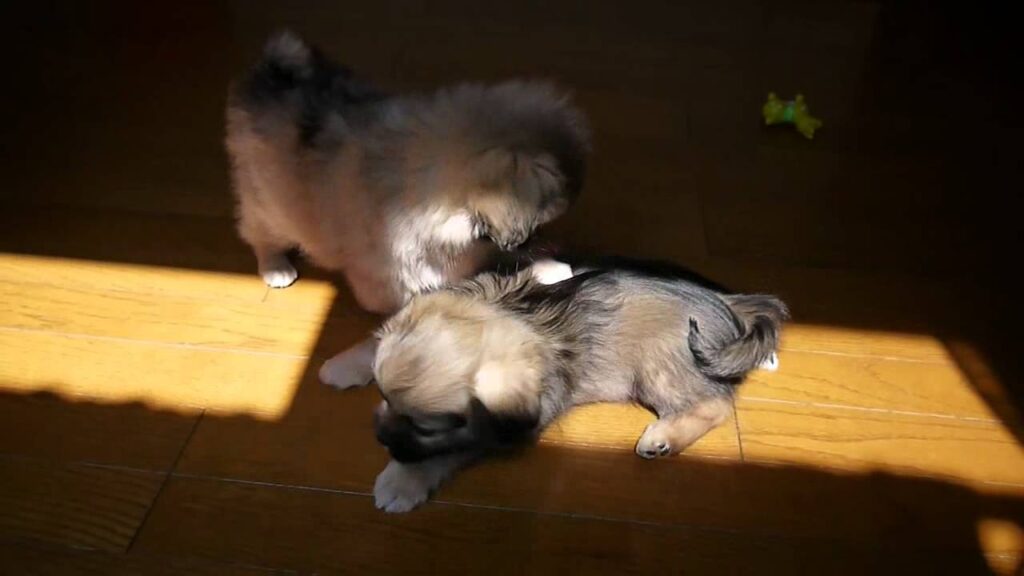 Tibetanspaniel　あきることなく遊ぶ２匹