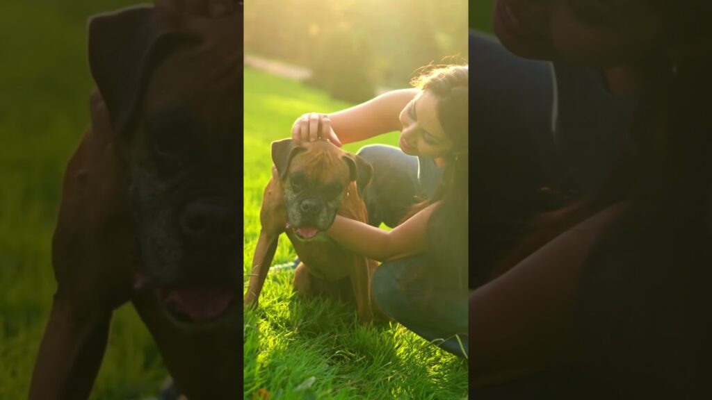 Boxer vs AmStaff: Who Would Protect Your Family? #dogs #amstaff #boxerdog #shortsvideo
