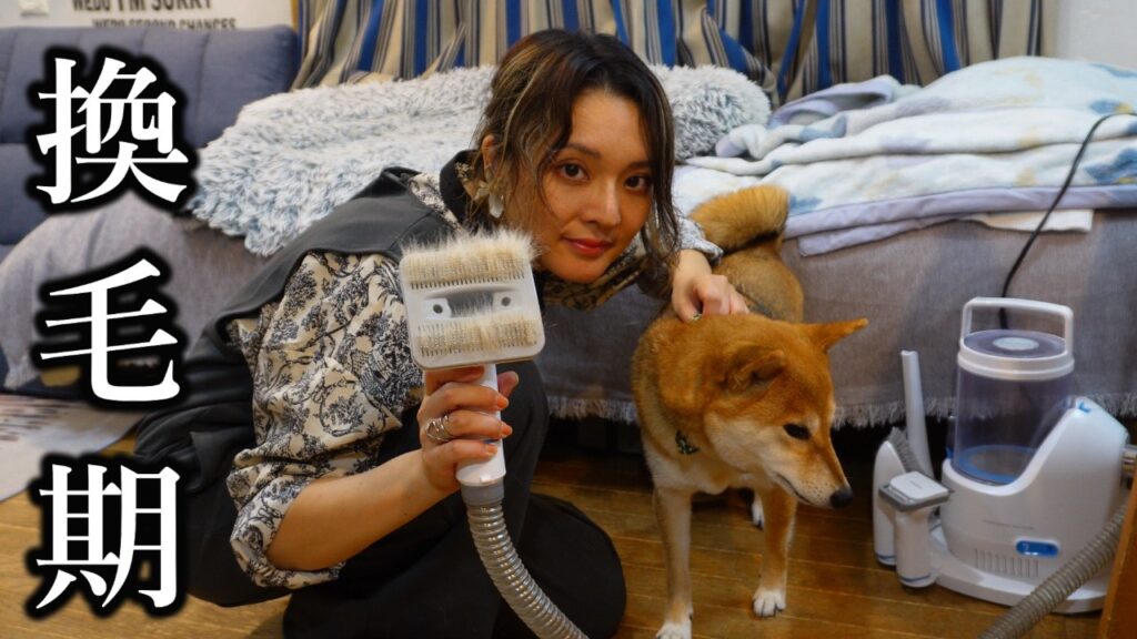 甲斐犬と柴犬の換毛期が同時にやってきた!ライブ配信 甲斐犬と柴犬の換毛期が同時にやってきた!ライブ配信