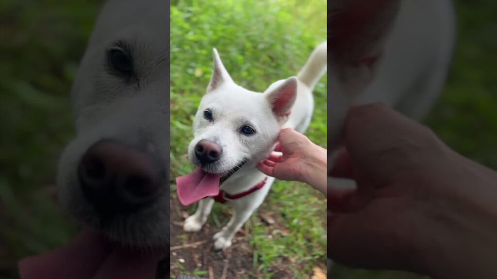 紀州犬・隼丸とぬかるみの中の散歩｜A Muddy Walk with My Kishu Haya