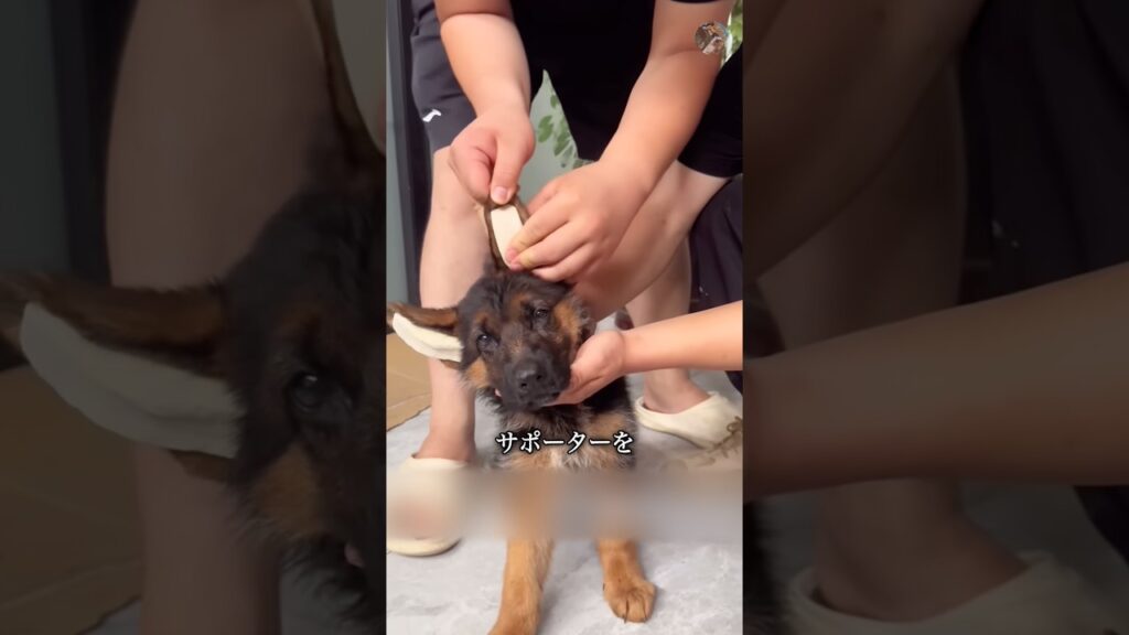 犬の耳を立たせる理由