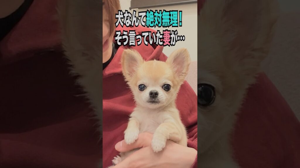 【「犬は絶対ムリ。」そう言っていた妻に、18年後起きたこと】 【「犬は絶対ムリ。」そう言っていた妻に、18年後起きたこと】