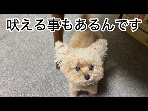 内弁慶な愛犬が吠える時！　トイプードル／中年夫婦