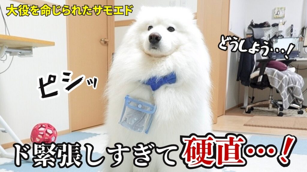 パパにサプライズ!?大役を任されたサモエドのド緊張ぶりがヤバすぎましたw パパにサプライズ!?大役を任されたサモエドのド緊張ぶりがヤバすぎましたw