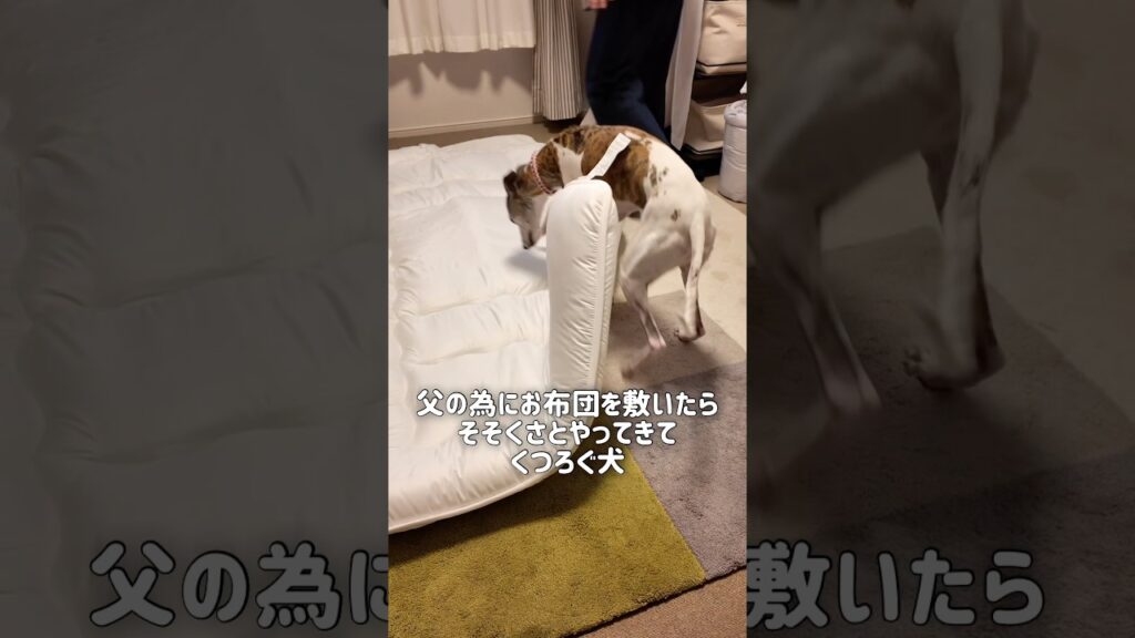 父のためにお布団を敷いたら、そそくさとやってきてくつろぐ犬