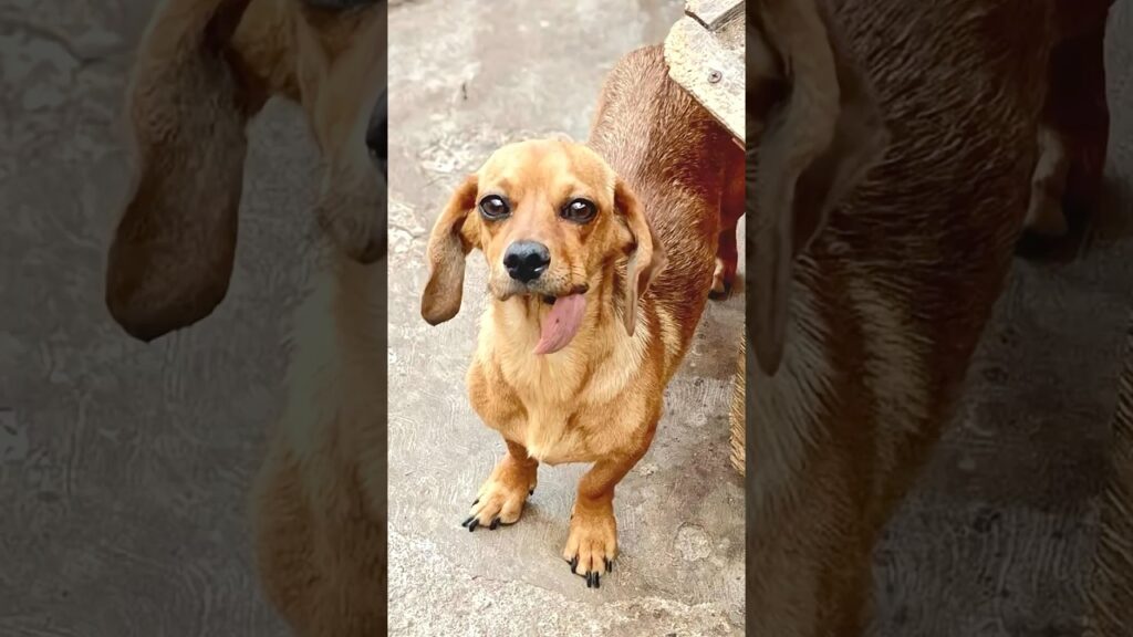 Pregnant Rescue Dog Defied Every Expectation to Save Her Five Tiny Puppies