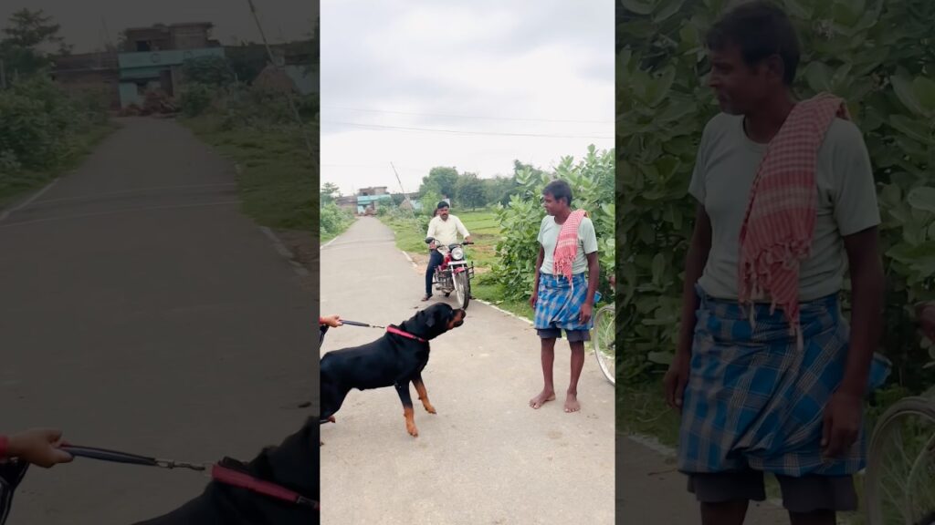When a Rottweiler Tests His Trainer…🤯 #dogtraining #dogshorts #wildlife