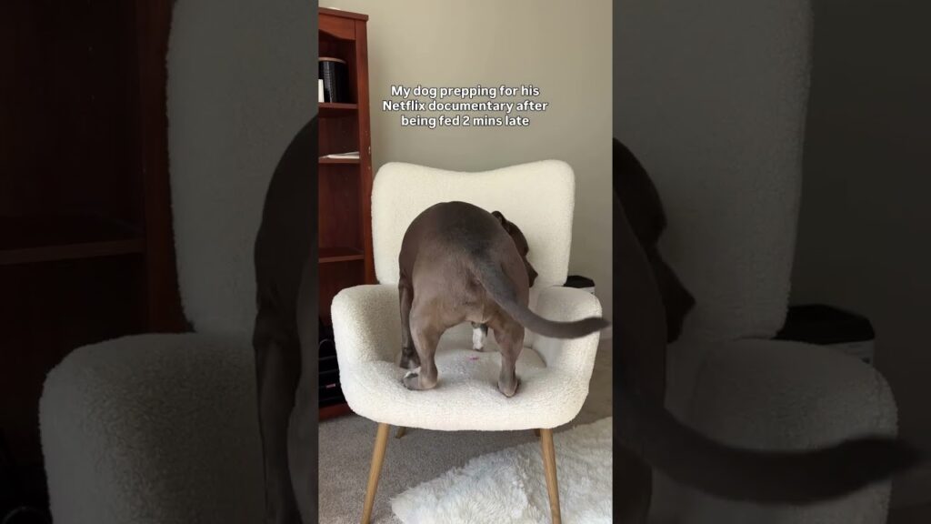 🤣🤣 #dogs #pethumor #funnydog #bullybreed #doghumor Dog life, dog humor, dogs, funny dogs, cute dogs