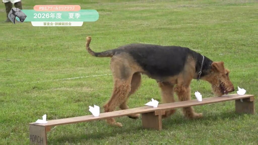 エアデールテリアの夏季大会2026