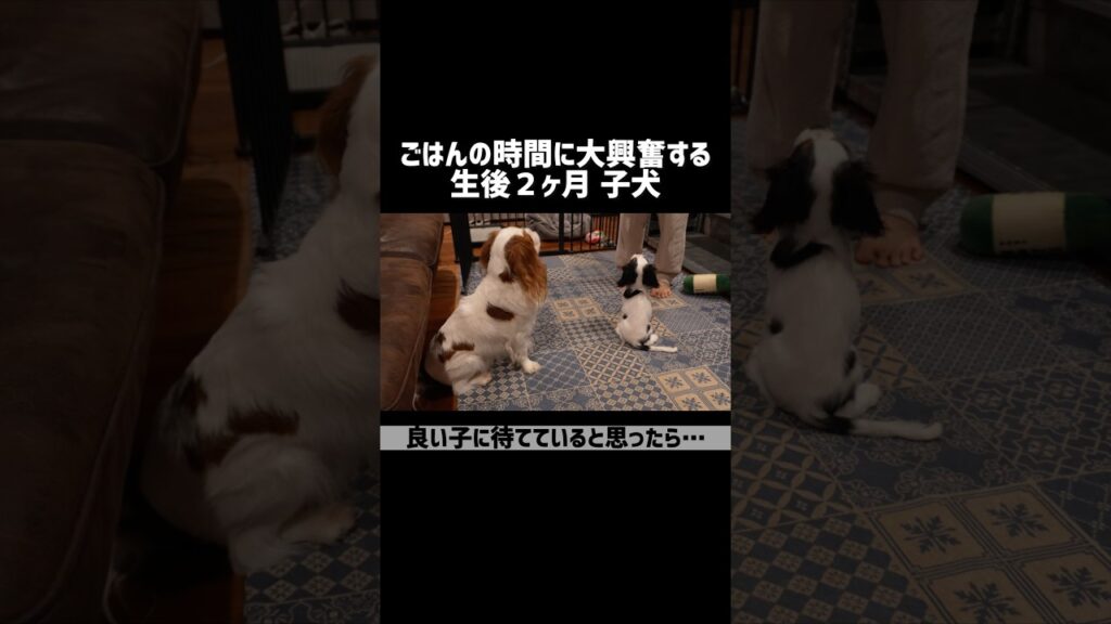 【子犬お迎え】ごはん大好きな子犬が可愛すぎた… #shorts #キャバリア 【子犬お迎え】ごはん大好きな子犬が可愛すぎた… #shorts #キャバリア