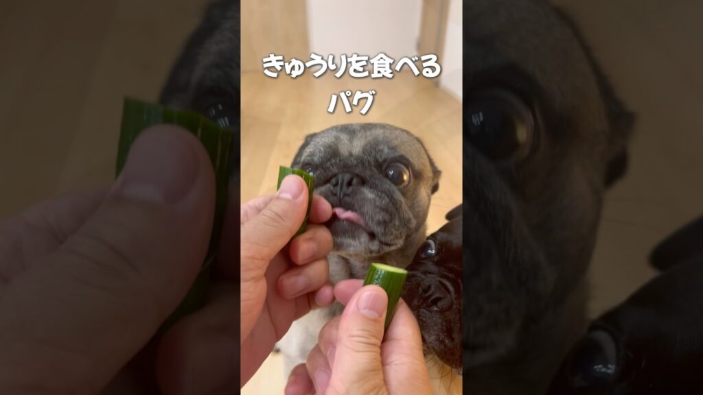 きゅうりを食べるパグ#pug #きゅうり