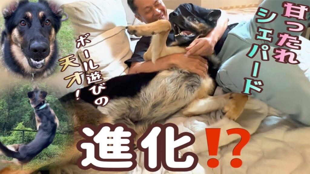 甘ったれシェパードをボール好きにするコツ?いえいえ遊んだだけ😂【ジャーマンシェパード】 甘ったれシェパードをボール好きにするコツ?いえいえ遊んだだけ😂【ジャーマンシェパード】