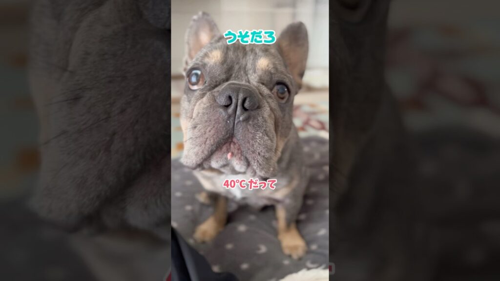 酷暑日が続くようです、ご注意ください #shorts