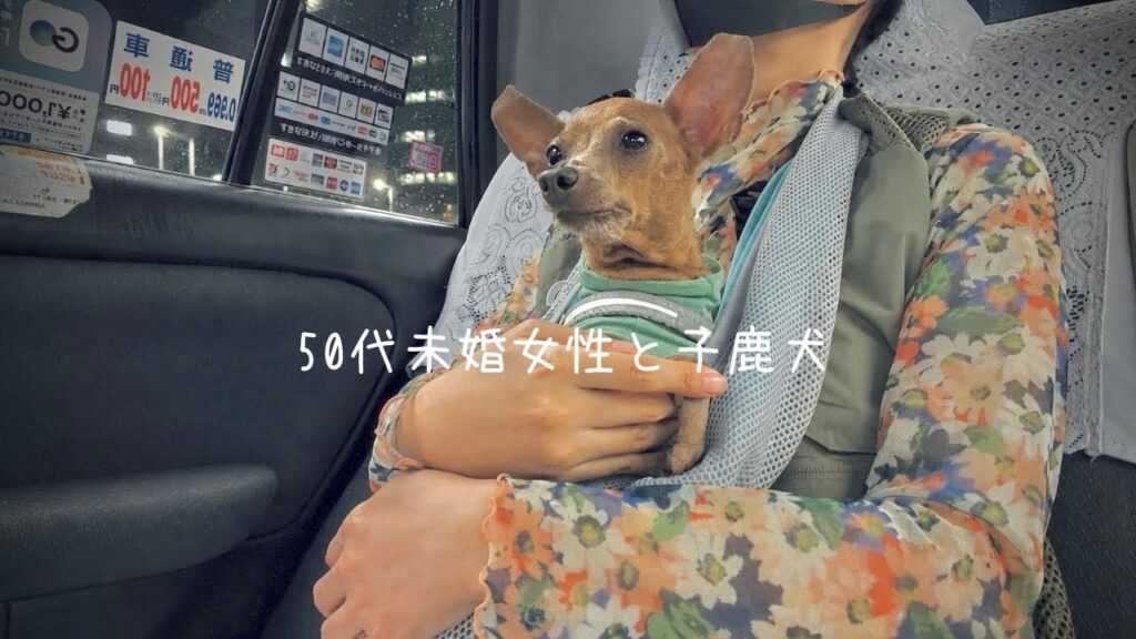 50代独身生活と犬。不安を受け入れる事、一人息子と迎えた静かな夏の夜【ミニピン】 50代独身生活と犬。不安を受け入れる事、一人息子と迎えた静かな夏の夜【ミニピン】