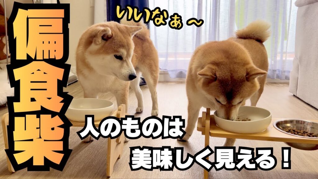 【偏食の頑固柴犬が完食?!】シニア(7歳)から始める健康ケア 【偏食の頑固柴犬が完食?!】シニア(7歳)から始める健康ケア