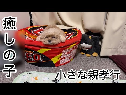 愛犬に癒されに・・・母が遊びにきてくれました! トイプードル/パート主婦 愛犬に癒されに・・・母が遊びにきてくれました! トイプードル/パート主婦