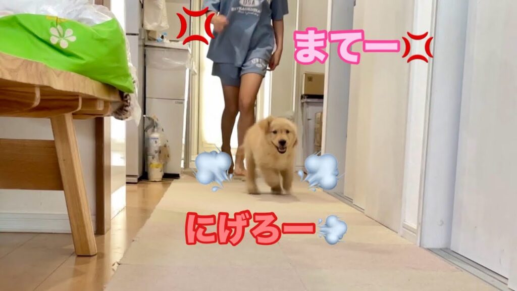鬼ごっこを楽しむように、ブチ切れた姉から楽しそうに逃げまくるゴルパピだいふく【ゴールデンレトリバーとミニチュアダックスフンド】 鬼ごっこを楽しむように、ブチ切れた姉から楽しそうに逃げまくるゴルパピだいふく【ゴールデンレトリバーとミニチュアダックスフンド】