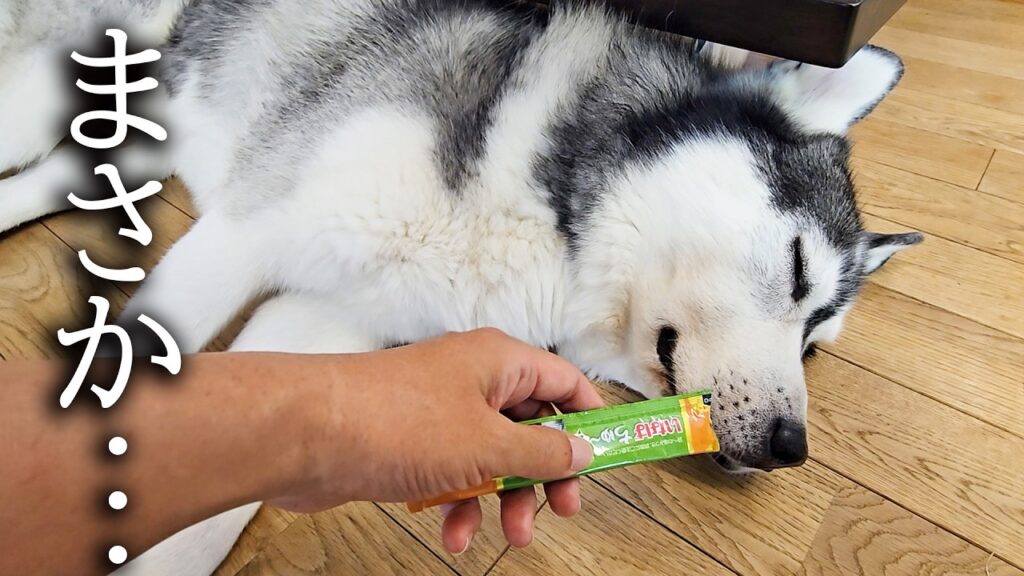 全くご飯を食べないハスキー犬にチュールを近づけてみた結果… 全くご飯を食べないハスキー犬にチュールを近づけてみた結果...