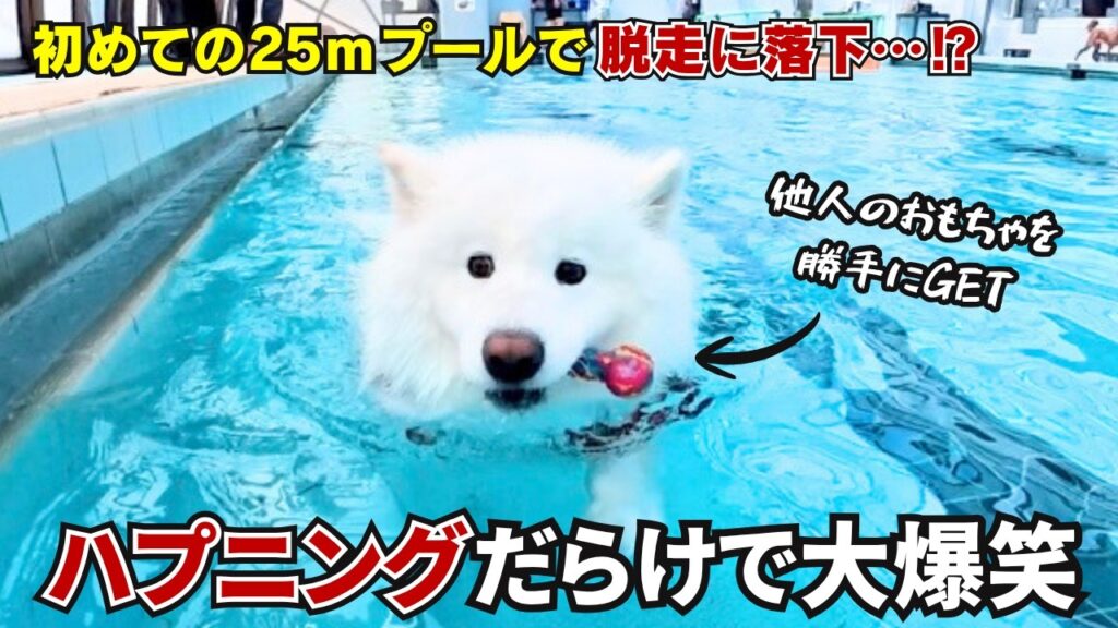 【仰天】初めて25ｍプールでサモエドを泳がせてみたらとんでもないことが連発しすぎましたw