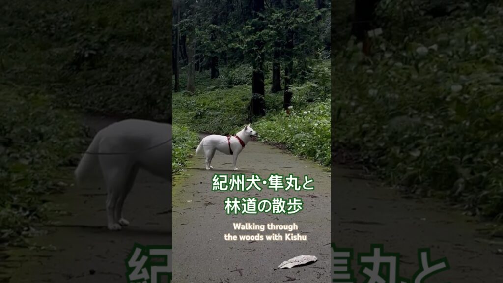 紀州犬・隼丸と林道の散歩｜Walking Through the Woods with Kishu