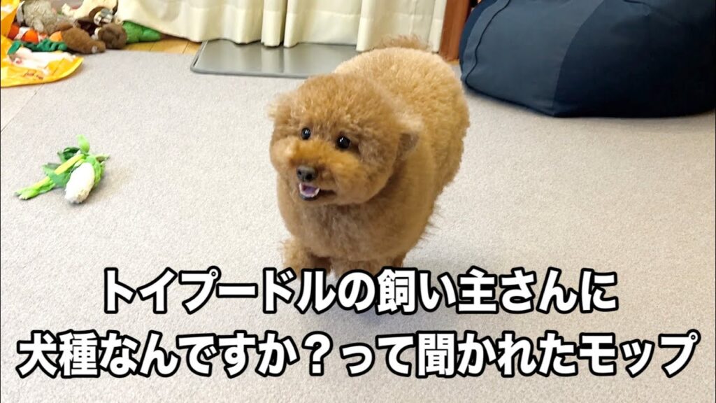 【仰天】トイプードルの飼い主さんに”犬種なんですか?”って聞かれたモップ 【仰天】トイプードルの飼い主さんに"犬種なんですか?"って聞かれたモップ