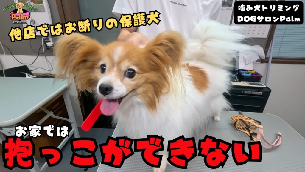 【初来店】撫でることも出来なかった５年前にお迎えした保護犬パピヨンの噛み犬トリミング