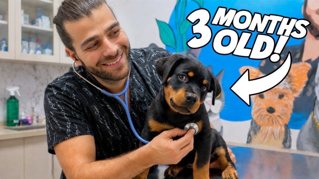 3.5 AYLIK Sevimli Rottweiler Yavrusu İğneyi Hissetmedi Bile! 3.5 AYLIK Sevimli Rottweiler Yavrusu İğneyi Hissetmedi Bile!
