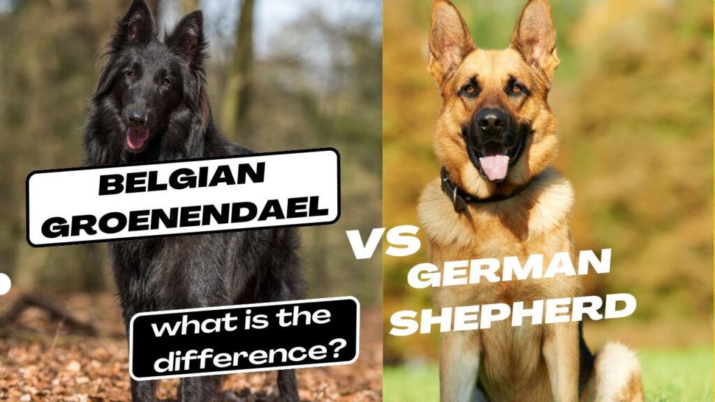 Belgian Groenendael vs German Shepherd what is the difference Belgian Groenendael vs German Shepherd what is the difference