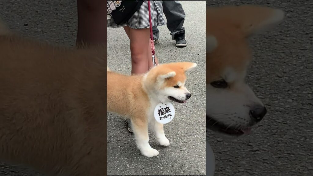 秋田犬の子犬さくらちゃん。可愛いだけじゃない、私だって強いよ。
