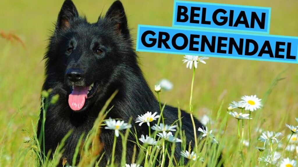 Belgian Groenendael - TOP 10 Interesting Facts - Belgian Sheepdog