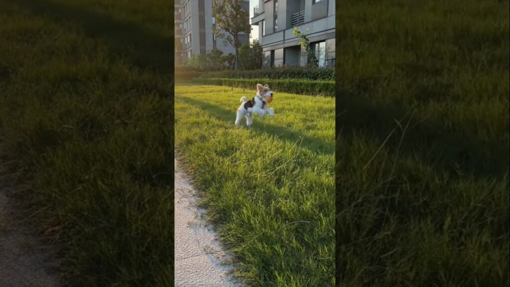 facts about wire fox terrier dog breed #dogs #dog #facts #shortvideo #shorts facts about wire fox terrier dog breed #dogs #dog #facts #shortvideo #shorts