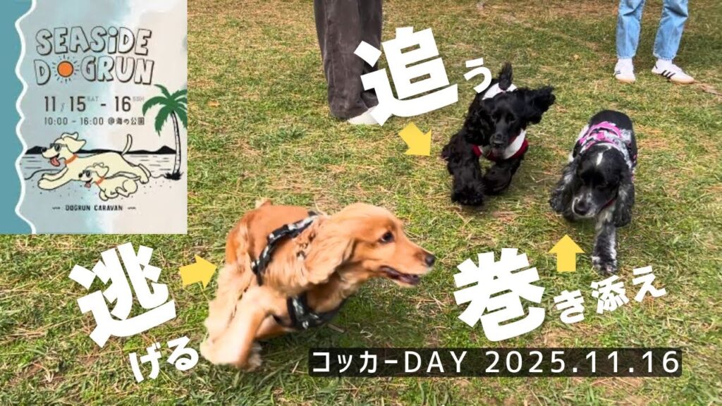 【イベント参加#5】2025.11.16 コッカーDAY イングリッシュコッカースパニエル 「みみ」の気持ち 【イベント参加#5】2025.11.16 コッカーDAY イングリッシュコッカースパニエル 「みみ」の気持ち
