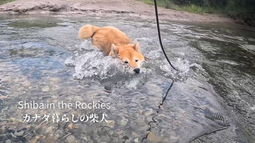 川を渡ろうとしたら深すぎて泳ぎの自己ベストを更新した柴犬【4K】