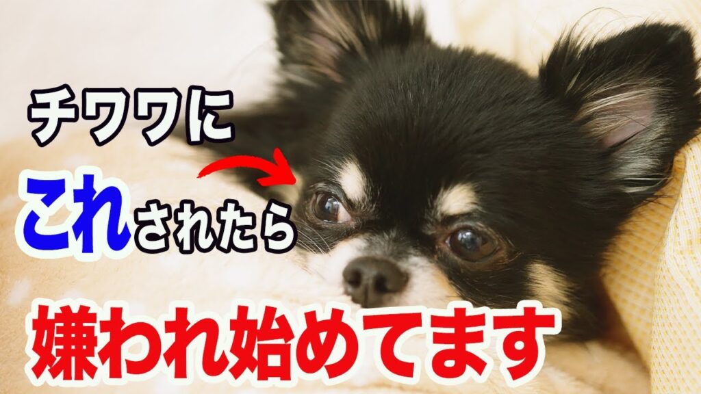チワワは嫌いになり始めるとこの行動をします チワワは嫌いになり始めるとこの行動をします