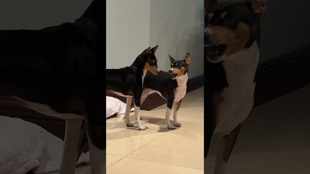 You Are Wrinkling My Fur! #flintstones #dog #barkless #basenji #humor #funny