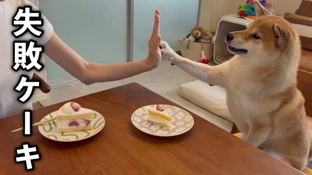 失敗したショートケーキを大喜びで食べながら誕生日をお祝いしてくれた柴犬が愛おしすぎました 失敗したショートケーキを大喜びで食べながら誕生日をお祝いしてくれた柴犬が愛おしすぎました