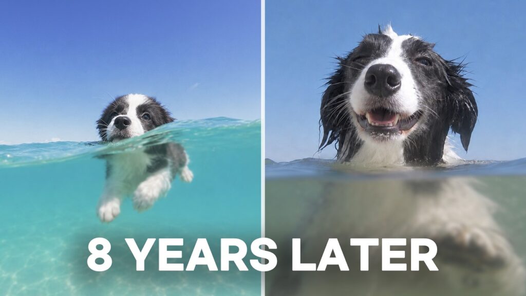 My Water-Hating Puppy Grows Up to Be a Pro Swimmer | 3 Months to 8 Years
