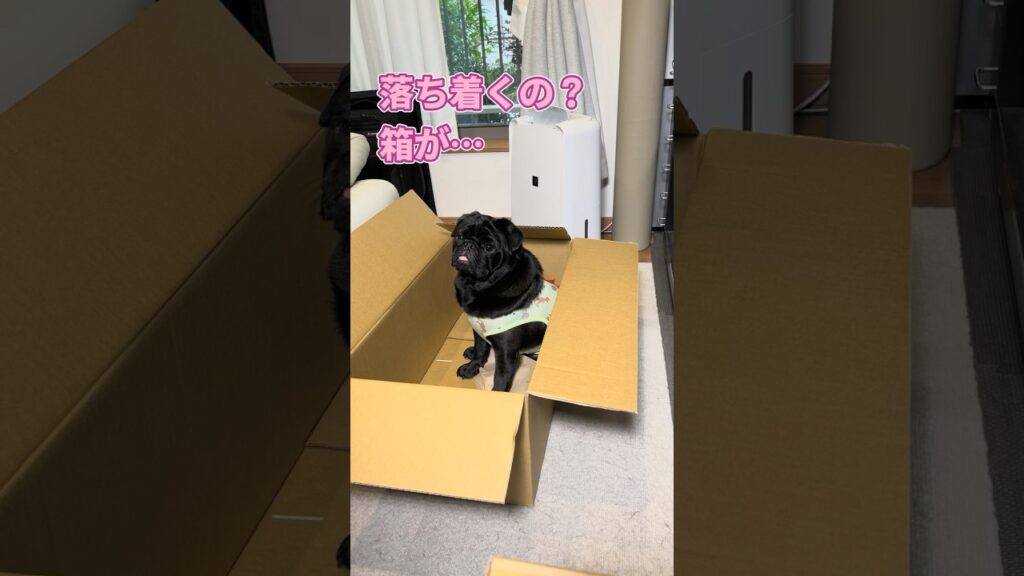 「よっこらしょ。」箱が届いたら入りたいパグ😊