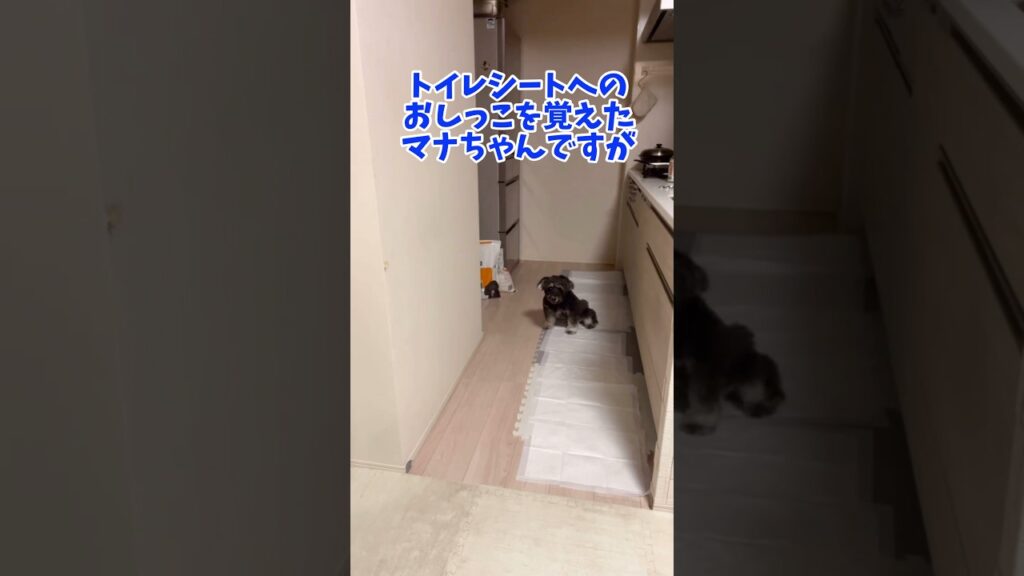 マナちゃんのトイレ奮闘記 #ミニチュアシュナウザー #犬のいる生活 #シュナウザー #すごい #可愛い #犬 #癒し #愛犬 #保護犬 #わんこ #犬のいる暮らし #ペット #しつけ  #かわいい