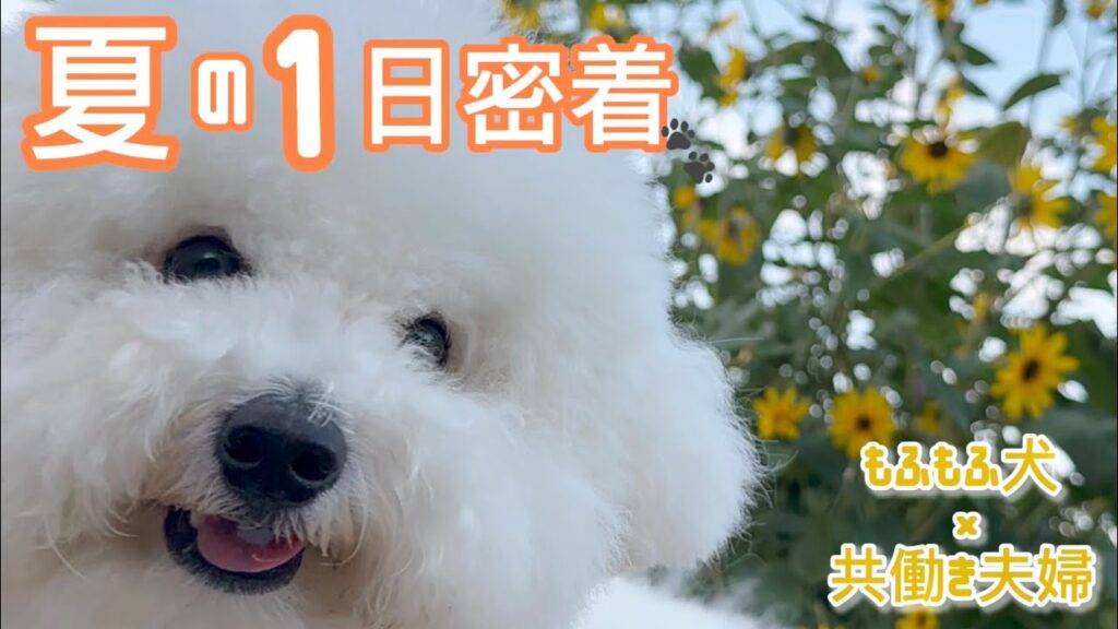 【ビションフリーゼ】夏の1日に密着|共働き夫婦と暮らすコパンの日常🐻❄️🌻 【ビションフリーゼ】夏の1日に密着|共働き夫婦と暮らすコパンの日常🐻❄️🌻