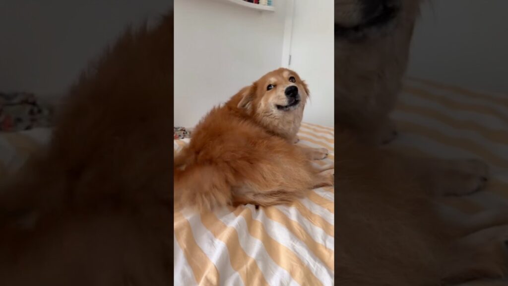 This Dog can’t Talk… She Just Smiles 🥹❤️ This Dog can’t Talk… She Just Smiles 🥹❤️