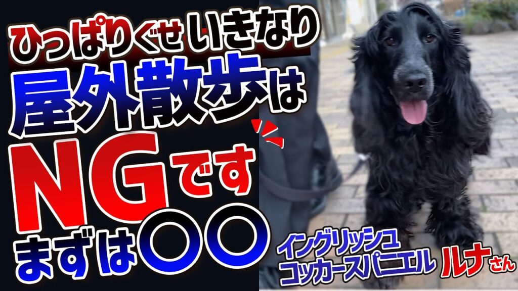 【E・コッカースパニエル】お散歩に出るとハイテンションで引っ張る愛犬!それ〇〇やってないんじゃないですか?【イングリッシュコッカースパニエル】 【E・コッカースパニエル】お散歩に出るとハイテンションで引っ張る愛犬!それ〇〇やってないんじゃないですか?【イングリッシュコッカースパニエル】