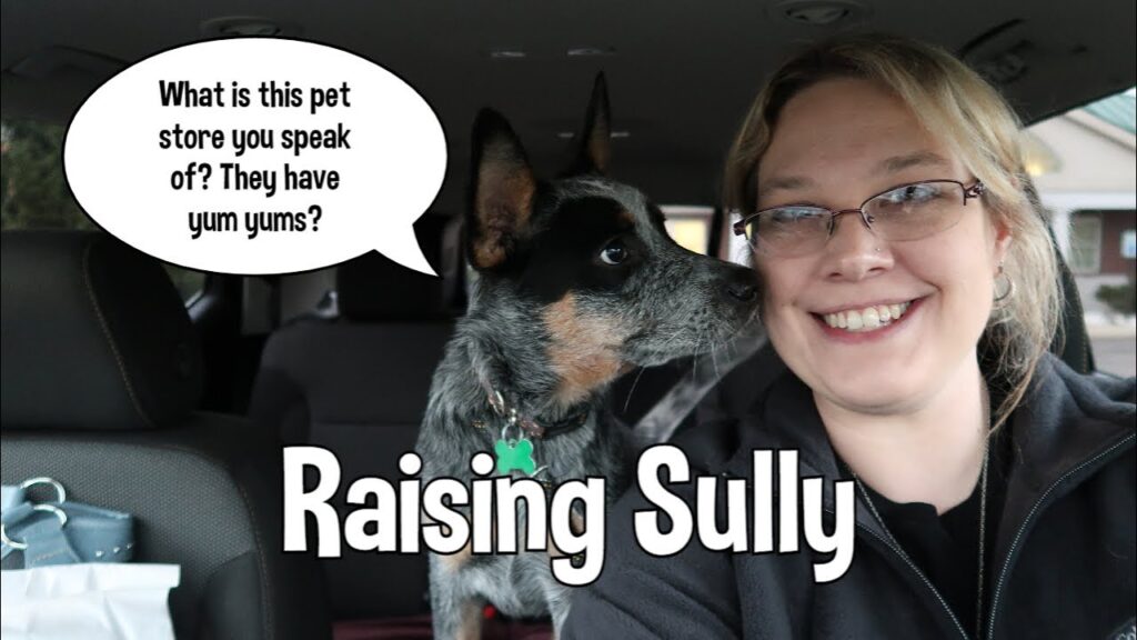Raising Sully ~ Running Errands With Mom ~ 5 Month Old Australian Cattle Dog Raising Sully ~ Running Errands With Mom ~ 5 Month Old Australian Cattle Dog